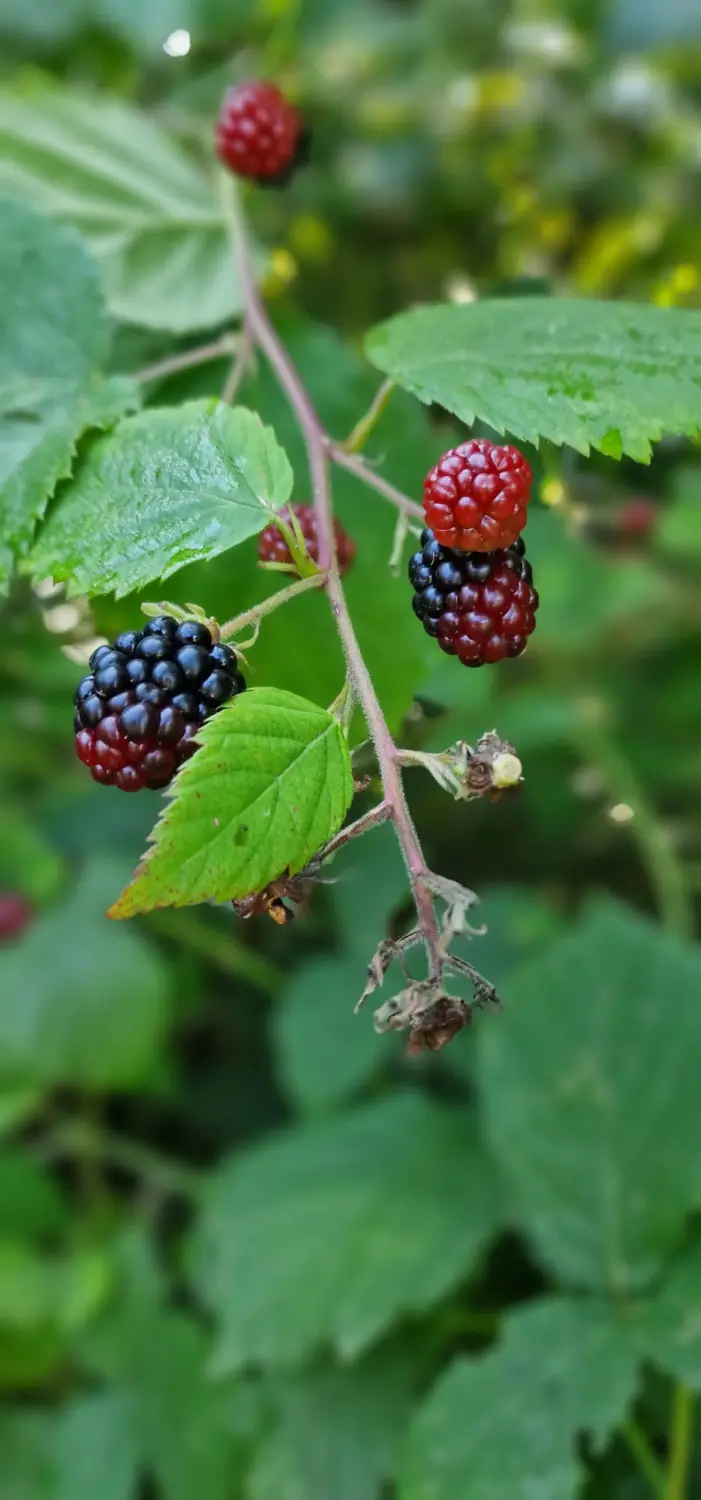 Daniela Maul – beeren