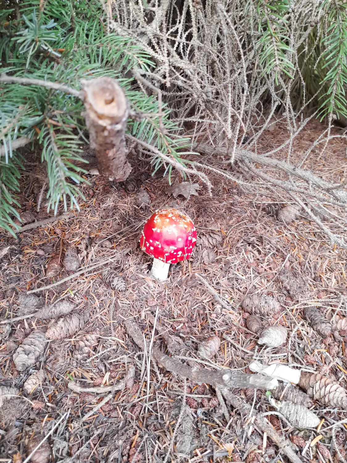 Pilz auf einem Feld