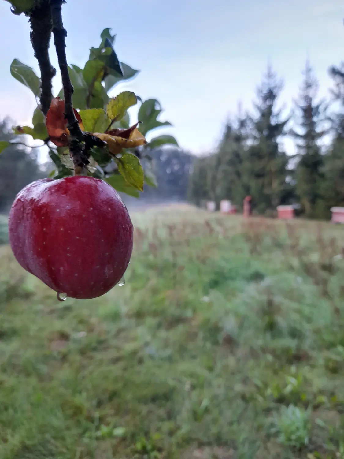 Früchte hängen an einem Baum von Daniela Maul